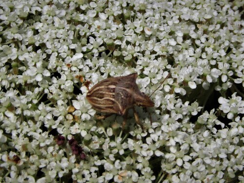 Ancyrosoma leucogrammes