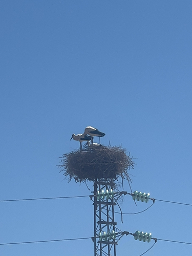 White Stork