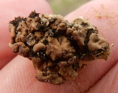 Clavascidium lacinulatum