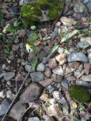 Erythronium citrinum