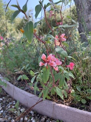 Clarkia unguiculata