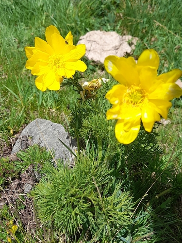Adonis pyrenaica