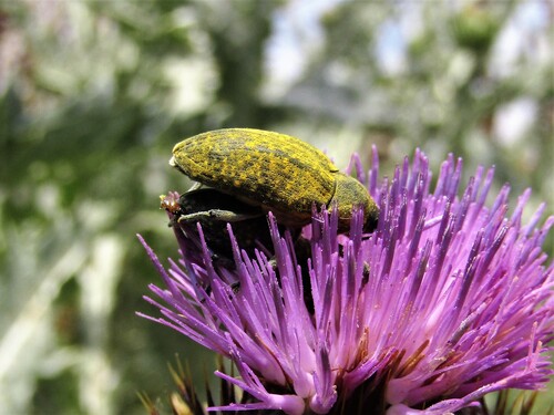 Larinus latus