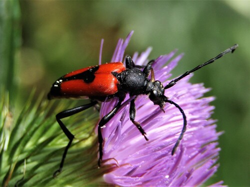 heart longhorn beetle