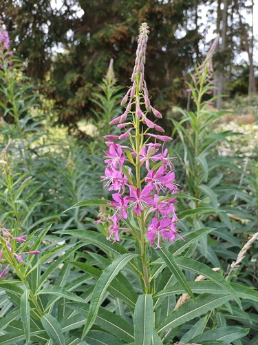 fireweed