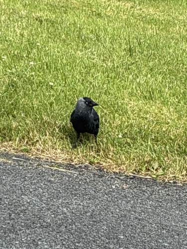 Eurasian Jackdaw