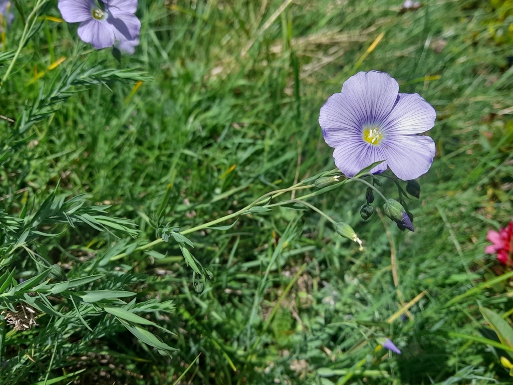Linum alpinum; photograph (c) Flavien Saboureau, some rights reserved (CC BY)