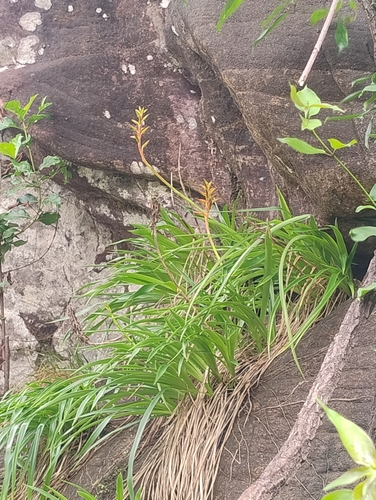 Pitcairnia feliciana