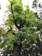 Aesculus turbinata