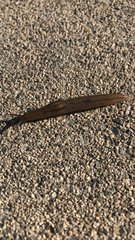 Ambigolimax