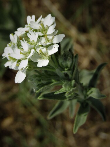 hoary alyssum