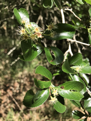 Crataegus berberifolia