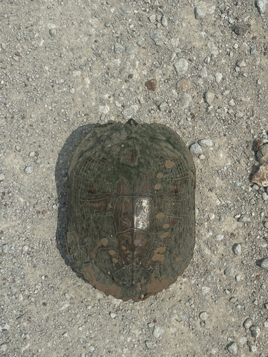 Pond Slider