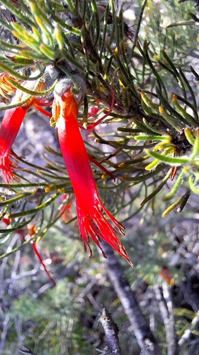Silky-leaved Blood Flower