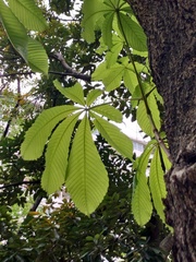 Aesculus turbinata