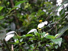 Mussaenda pubescens