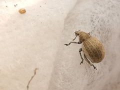 Philopedon plagiatum