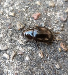 Hydrochara caraboides