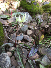 Erythronium citrinum
