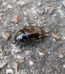 Hydrochara caraboides