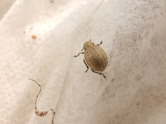 Philopedon plagiatum