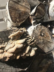 Trametes versicolor image