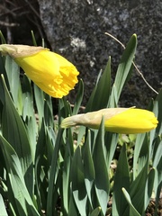 Narcissus