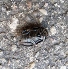 Hydrochara caraboides