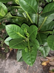 Talinum paniculatum