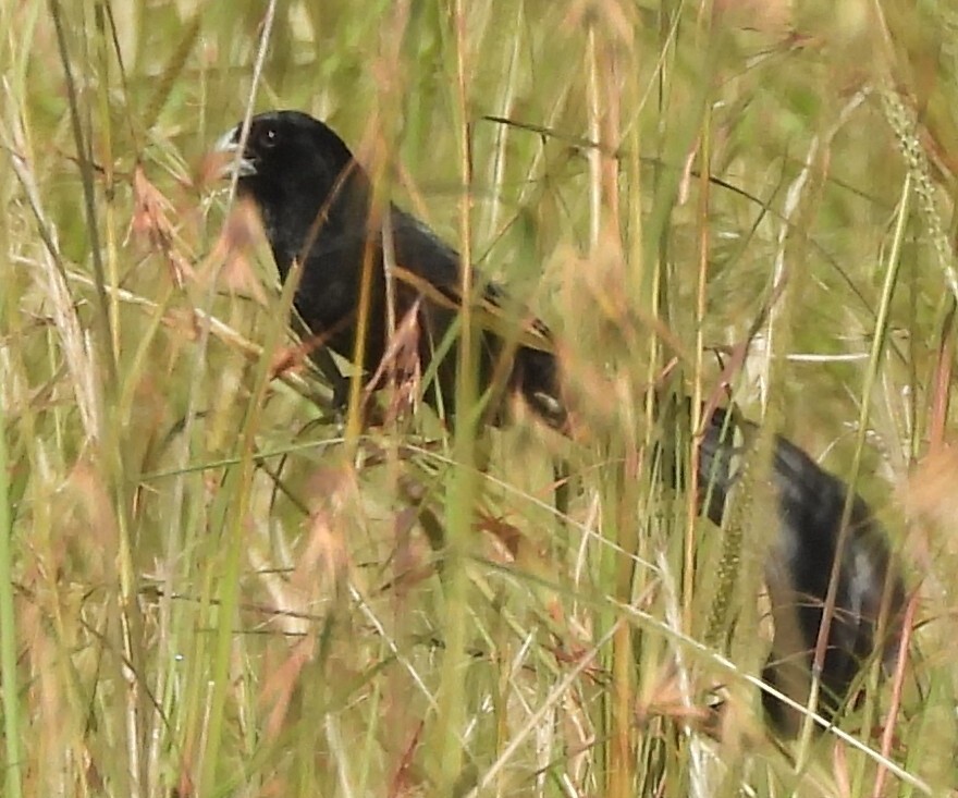 Jackson's Widowbird (Euplectes jacksoni), photo 1