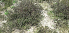 Erica cinerea