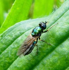 Chloromyia formosa