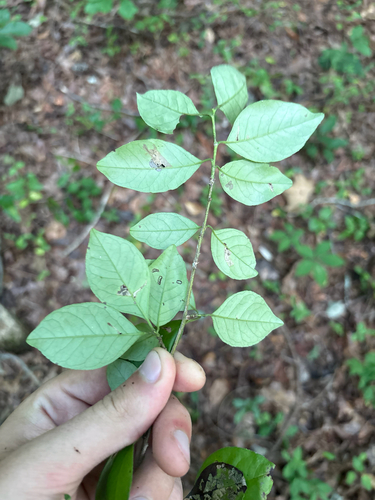 Ilex longipes, photograph 6