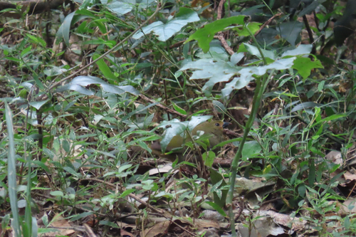 iNaturalist image