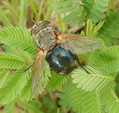 Archytas analis
