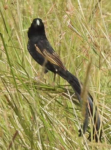 Jackson's Widowbird (Euplectes jacksoni), photo 2