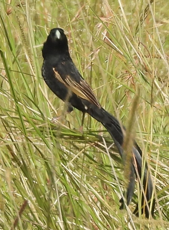 Jackson's Widowbird (Euplectes jacksoni), photo 2