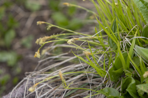 Carex longirostrata iNat (3)