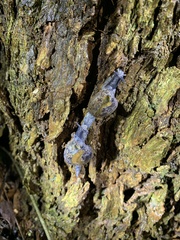 Macrochlamys superlita