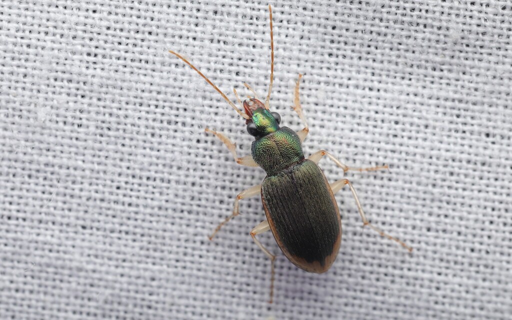 Chlaenius sobrinus
