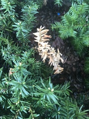 Pestalotiopsis funerea