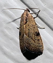 Galgula