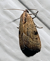 Galgula