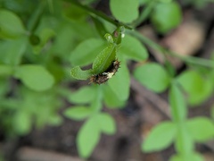 Naringi crenulata, photograph (c) Shikha Sreenivas, some rights reserved (CC BY)