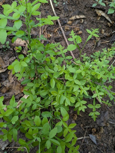 Naringi crenulata, photograph 4