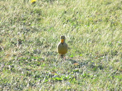 Macronyx capensis capensis