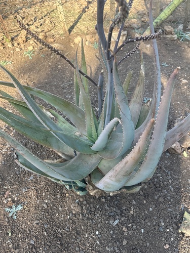 Dwala Aloe