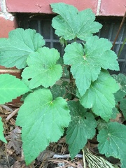 Eriocapitella × hybrida