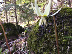 Erythronium citrinum