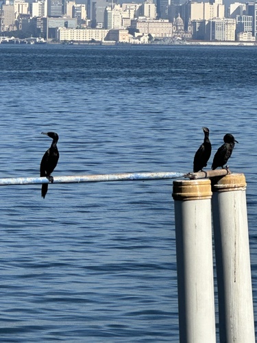 Neotropic Cormorant
